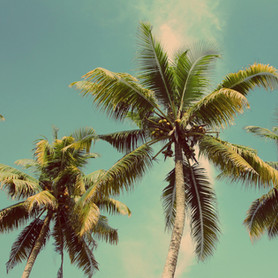 Palm Trees