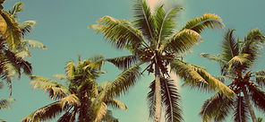 Palm Trees