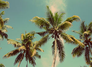 Palm Trees