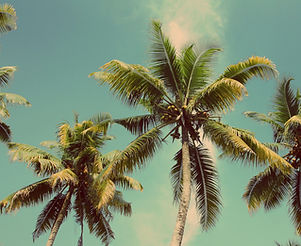 Palm Trees