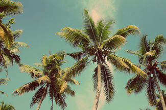 Palm Trees Skyscape