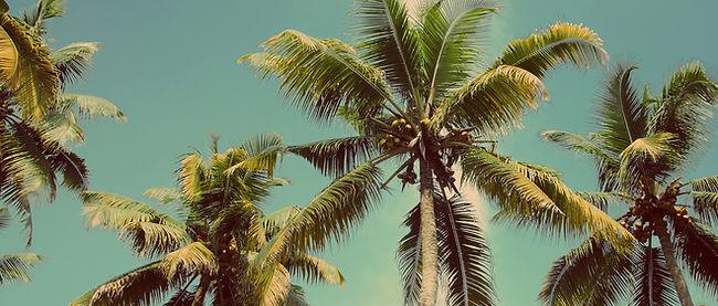 Palm Trees