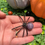 Thumbnail: Crystal Spider