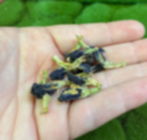 Butterfly Pea Flower