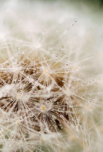 cristi21tgv-dandelion-2432381_1920.jpg