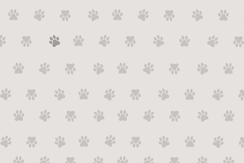 wallpaper milton paws sittingbourne