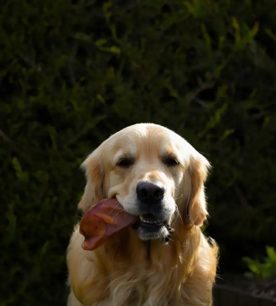 Thumbnail: Anco Pig Ears for dogs - BULK BUY