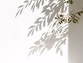 palm-leaves-shadow-white-wall.jpg
