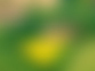 Conecta Decor Consultoria