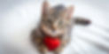AdobeStock_1220574995.jpeg