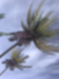 hurricane trees_edited.jpg
