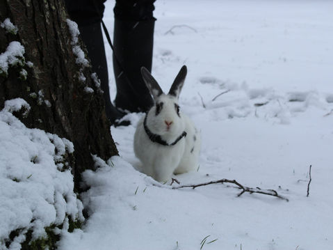 Bunny's first time in the Snow 💖