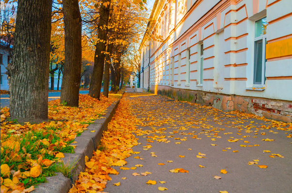 Autumn leaves covering a street footpath and gutter, showing how seasonal leaf fall can enter stormwater drains and affect urban waterways.