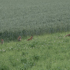 Wir haben neue Nachbarn!