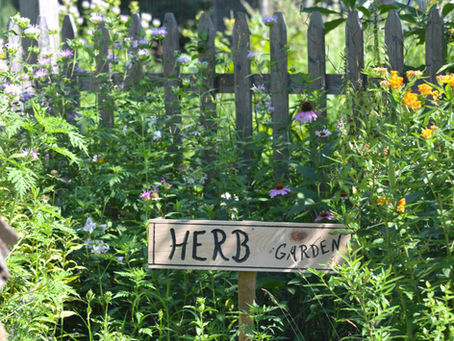 Growing your own Herb Garden