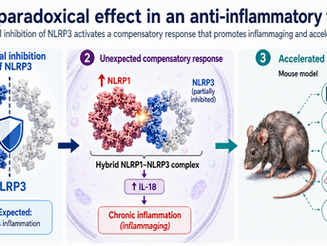 Research reveals a paradoxical effect in a therapeutic target for age-related diseases