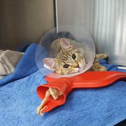 After Surgery Recovering