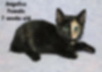 Angelica - Adoption Cat