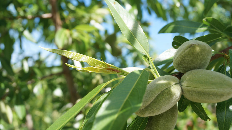 Almond tree. Almond harvest. Green almond trees on the tree..jpg