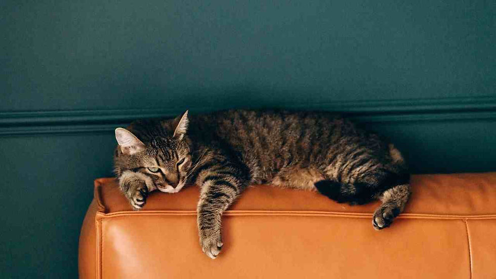 Tabby cat lounging on an orange couch with a teal wall background, appearing relaxed and sleepy.