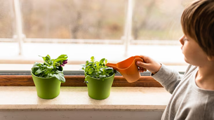 How to Take Care of a Basil Plant Indoors