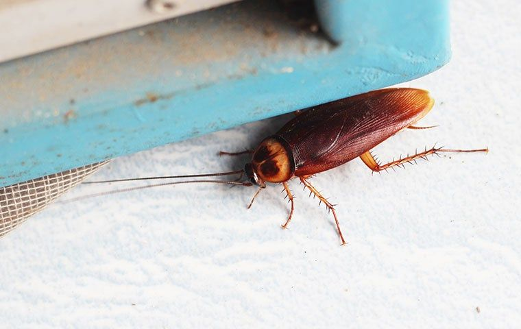Cockroach on a white surface next to a blue and gray edge. The insect appears to be stationary. Bright setting, no text visible.