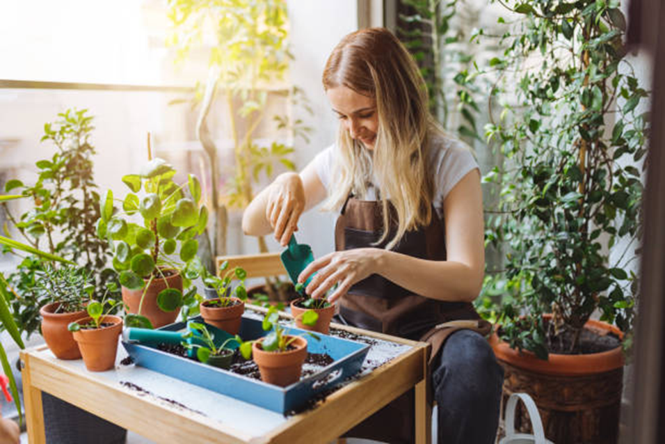 Woman gardening indoors, smiling while potting plants on a small table. Sunlight filters through large windows, surrounded by greenery.