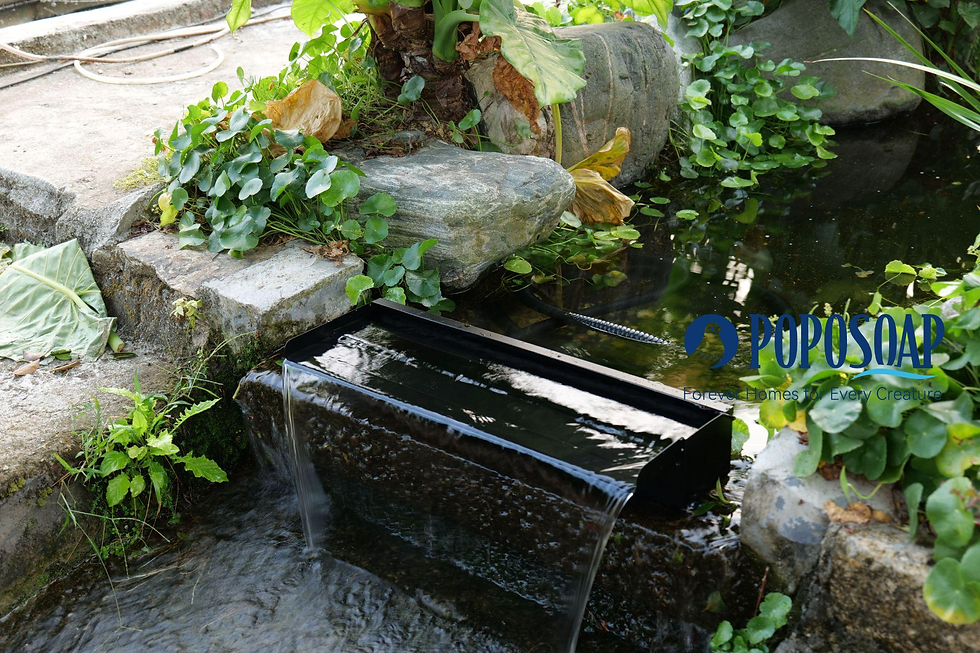 Water flows over a black edge into a garden pond surrounded by greenery. Text reads "POPOSOAP: Forever Homes for Every Creature."