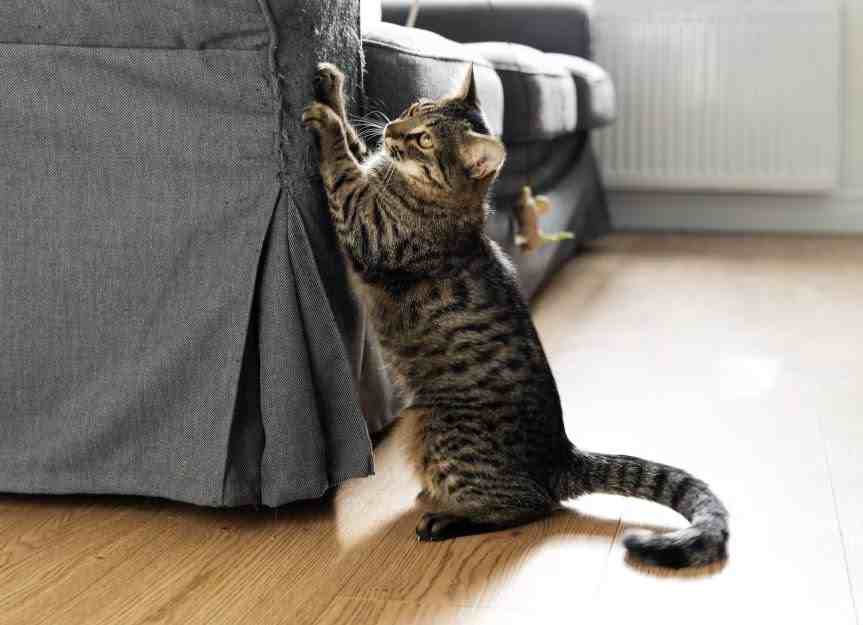Tabby cat scratching the side of a gray couch in a bright living room with wooden floors, looking curious and focused.