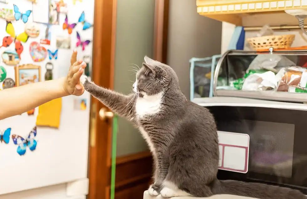 Gray cat high-fives a person's hand in a kitchen with colorful magnets on the fridge. The scene feels playful and friendly.