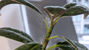 How to Get Rid of Spider Mites on Indoor Plants