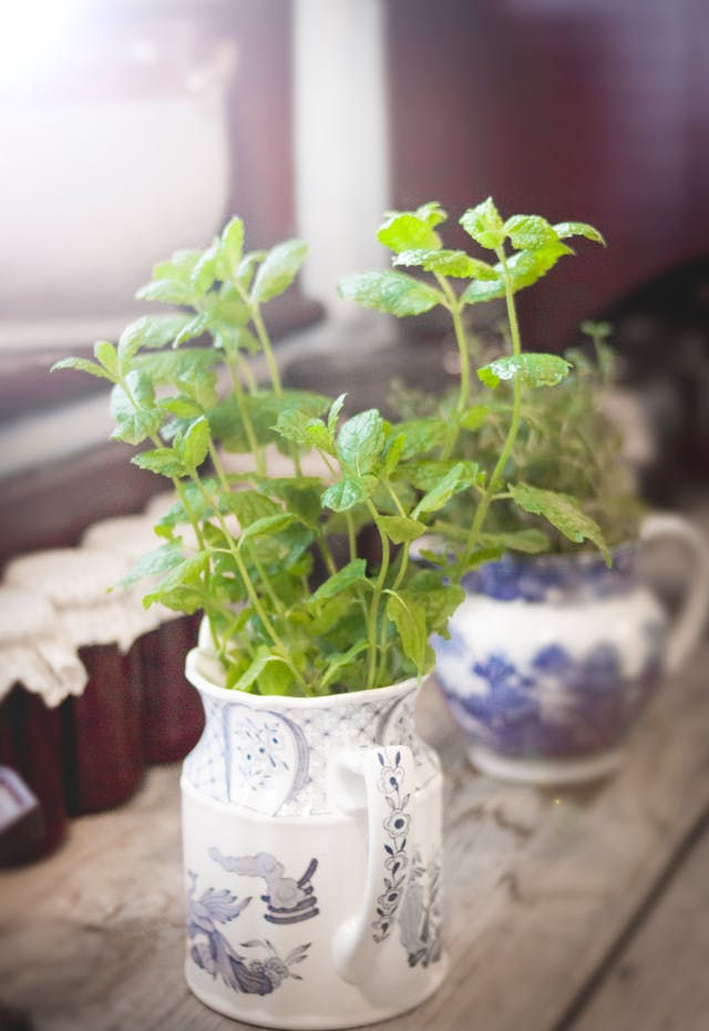 Benefits of Moroccan Mint Tea