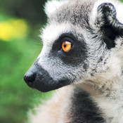 Waschbär