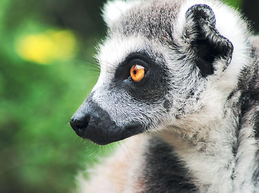 raccoon