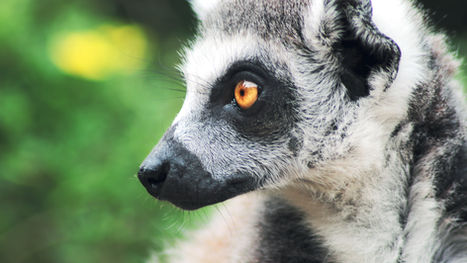 Henson Robinson Zoo Opens for 2025