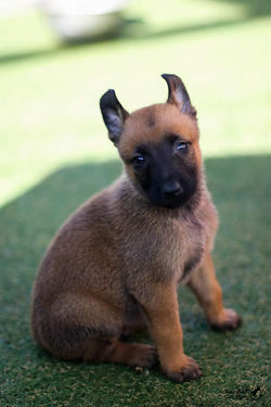 Chiot 18