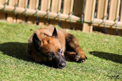 Chiot 07
