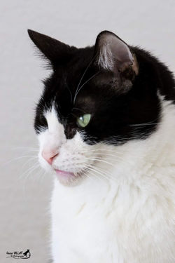 chat 06