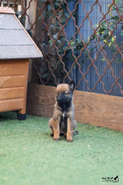 Chiot 03