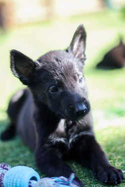Chiot 12