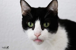 chat 04