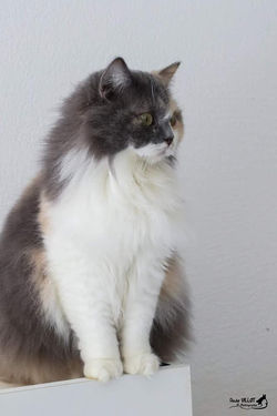 chat 13