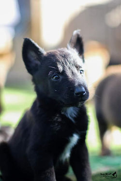 Chiot 14