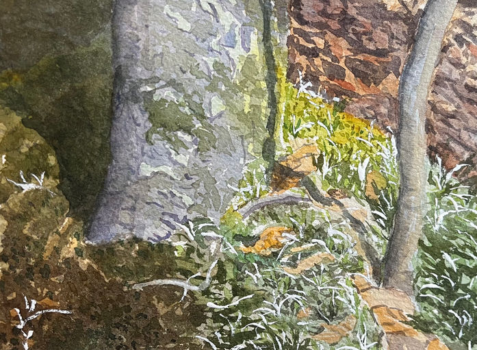 tree trunk, moss, late winter, sunny woods, beech, watercolor painting, original art, nmsg watercolors, nancy gorman