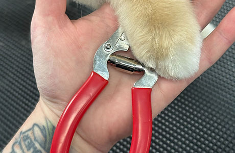 dog holding nail clippers