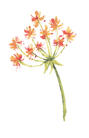 Fleurs5.png