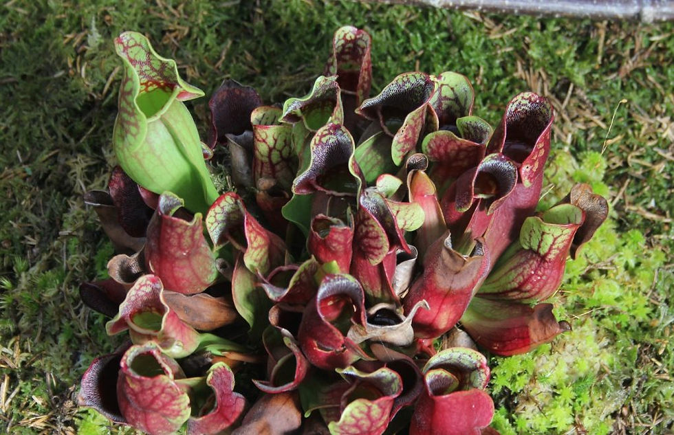 purple pitcher plant ( sarracenia purpurea )