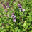 Thumbnail: water mint ( mentha aquatica )