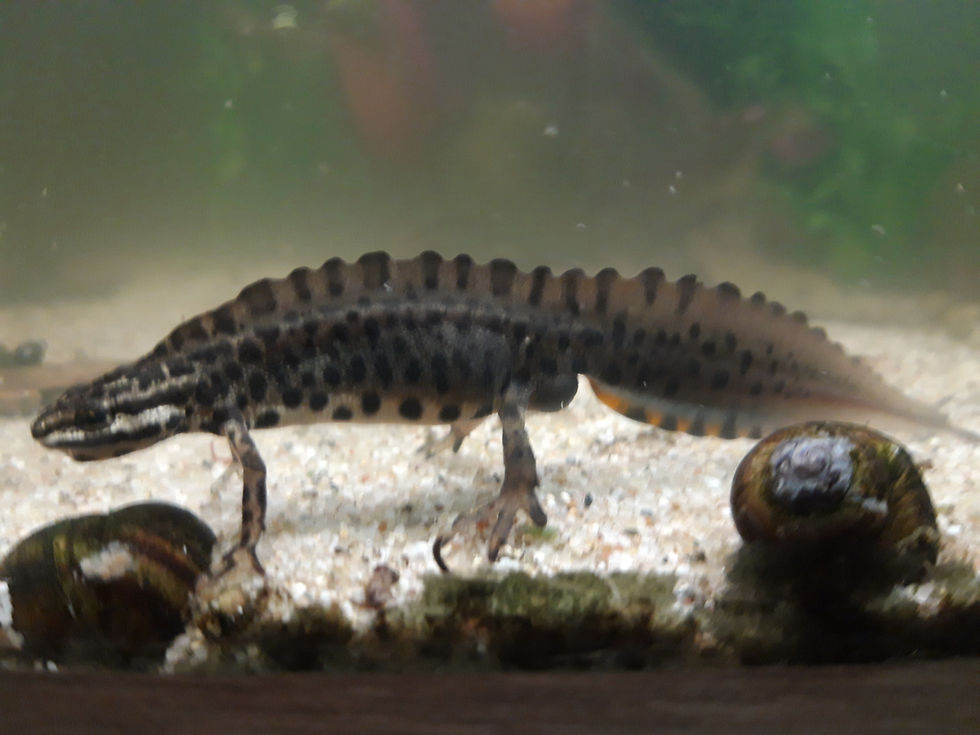 Thumbnail: Breeding groups of smooth newts (Lissotriton vulgaris)