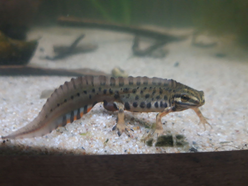 Thumbnail: Breeding groups of smooth newts (Lissotriton vulgaris)